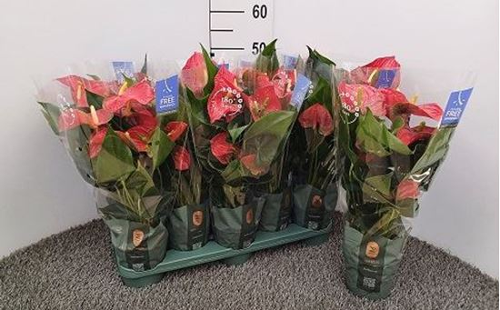 Immagine di ANTHURIUM ANDR. MIX V.12 CM