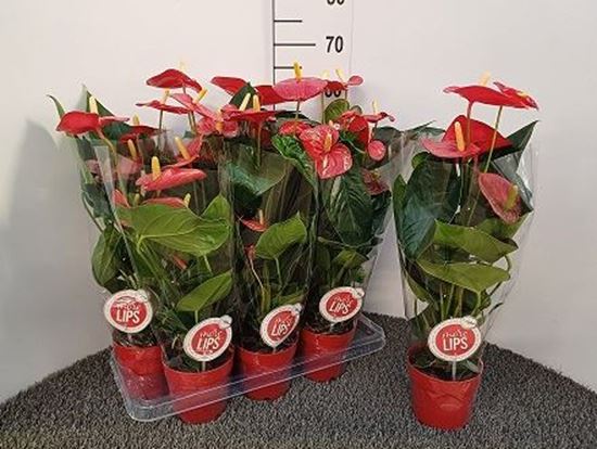 Immagine di ANTHURIUM ANDR. MIX V.14 CM 4-6 fiori