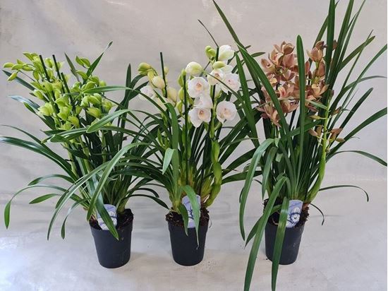 Immagine di CYMBIDIUM MIX V.15 CM 3-4 RAMI