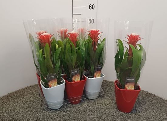 Immagine di GUZMANIA HOPE V.12 CM CERAMICA