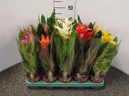 Immagine di GUZMANIA MIX V.12 CM