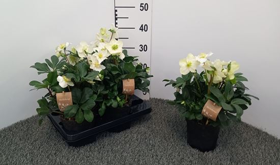 Immagine di HELLEBORIS CHRISTMAS CAROL V.15 CM