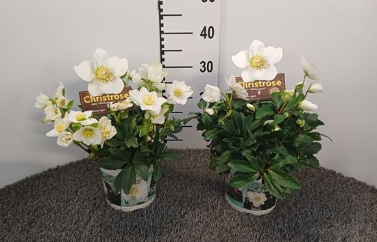 Immagine di HELLEBORIS WINTERGOLD V.17 CM