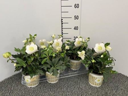 Immagine di HELLEBORIS WINTERSUN V.14 CM