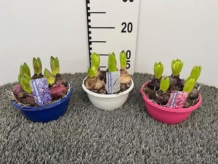 Immagine di HYACINTI CIOTOLA V.17 CM