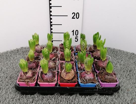Immagine di HYACINTI MIX V.7 CM
