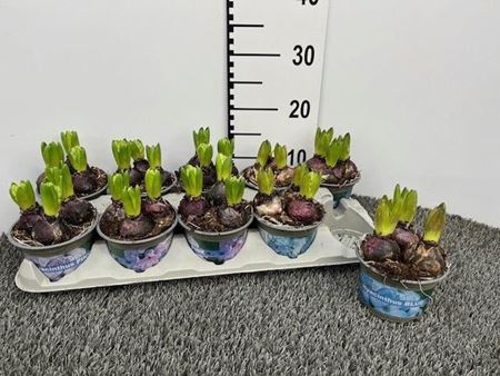 Immagine di HYACINTI MIX V.12 CM