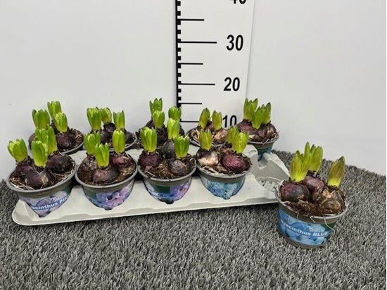 Immagine di HYACINTI MIX V.12 CM