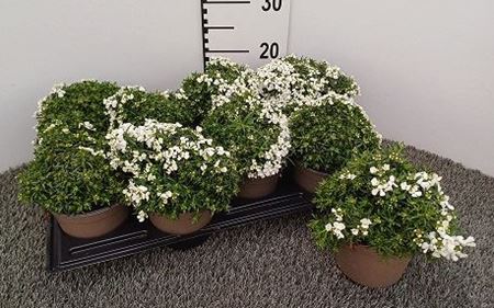 Immagine di IBERIS V.14 CM