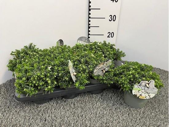 Immagine di IBERIS V.13 CM