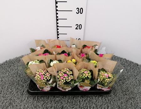 Immagine di KALANCHOE CALANDIVA MIX V.7 CM