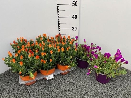 Immagine di MESEMBRYANTHEMUM V.14 CM