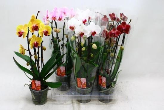 Immagine di PHAL. DOPPIA CASCATA V.12 CM