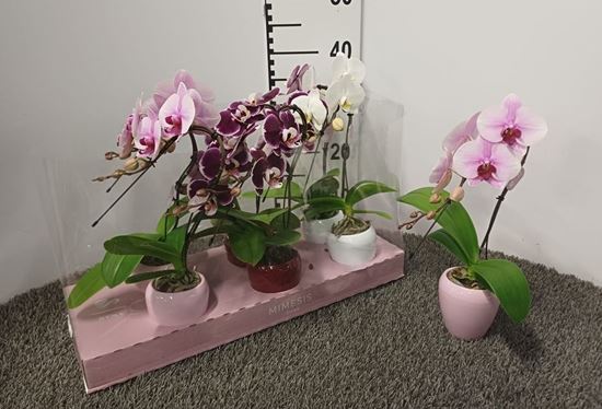 Immagine di PHALEONOPSIS CIGNO V.7 CM CERAMICA