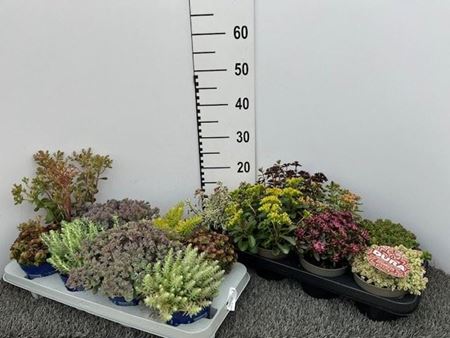 Immagine di SEDUM MIX V.12 CM