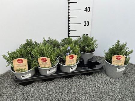 Immagine di ROSMARINO PROSTRATUS V.14 CM CESPUGLIO