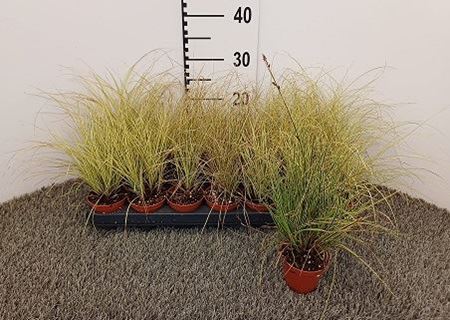 Immagine di CAREX MIX V.8 CM