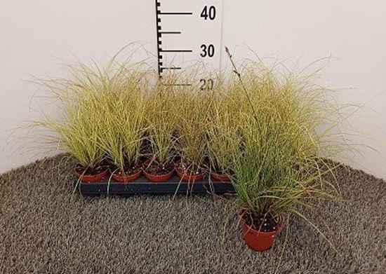 Immagine di CAREX MIX V.8 CM