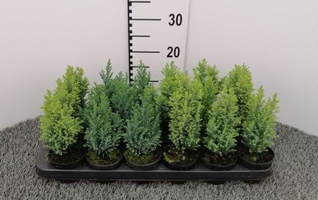 Immagine di CONIFERE MIX V.9 CM 15/20