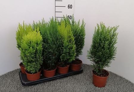 Immagine di CONIFERE MIX V.12 CM