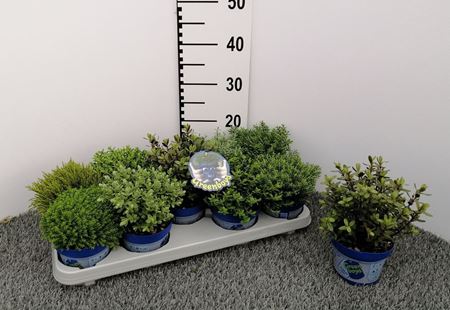 Immagine di HEBE GREEN BOYS V.12 CM