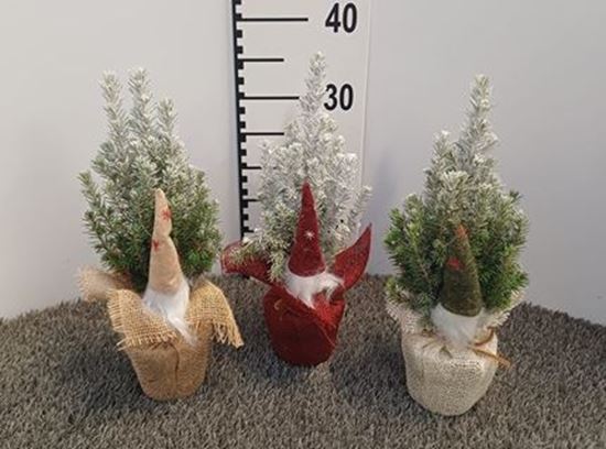 Immagine di PICEA GLAUCA CONICA V.9 CM CON ADDOBBI