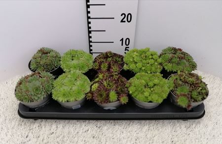 Immagine di SEMPERVIVUM MIX V.13 CM