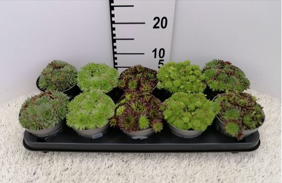 Immagine di SEMPERVIVUM MIX V.13 CM