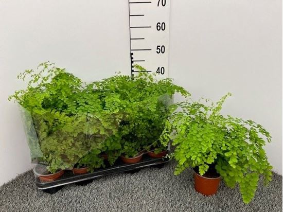 Immagine di ADIANTUM FRAGRANS V.12 CM