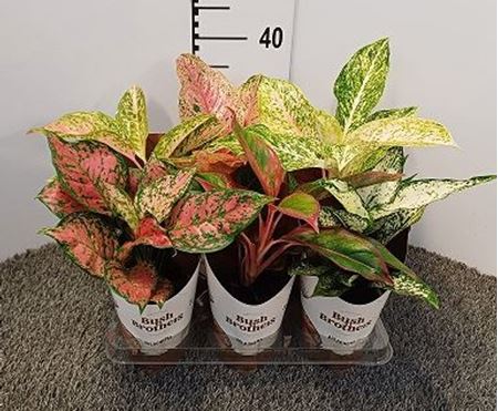 Immagine di AGLAONEMA MIX V.13 CM