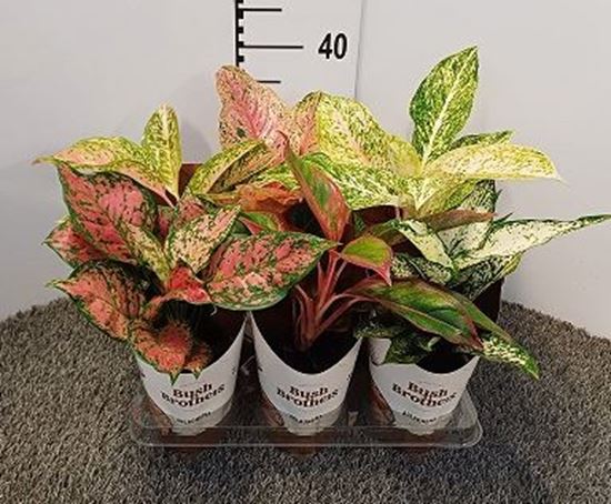 Immagine di AGLAONEMA MIX V.13 CM