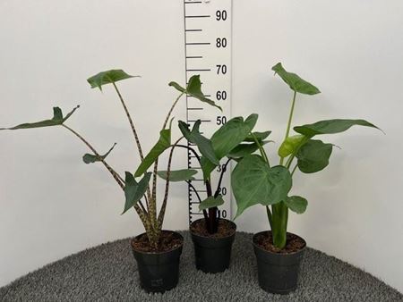 Immagine di ALOCASIA V.17 CM