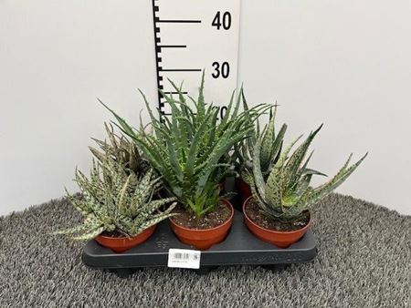 Immagine di ALOE MIX V.12 CM
