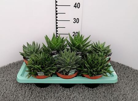 Immagine di ALOE MIX V.15 CM