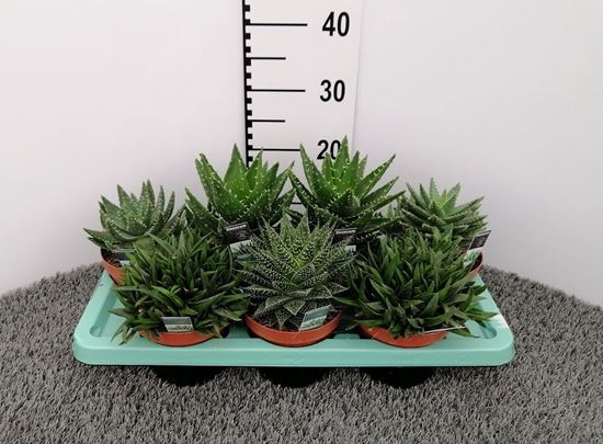 Immagine di ALOE MIX V.15 CM