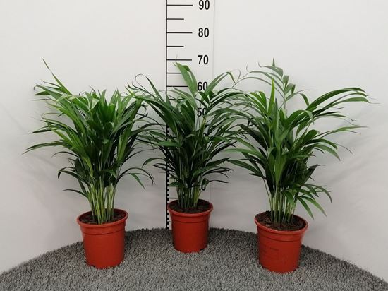 Immagine di ARECA V.17 CM