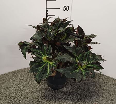 Immagine di BEGONIA HERACLEIFOLIA VAMPIRE V.17 CM