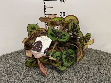 Immagine di BEGONIA MASONIANA V.15 CM