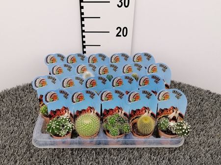 Immagine di CACTUS MIX V.5,5 CM INDIAN