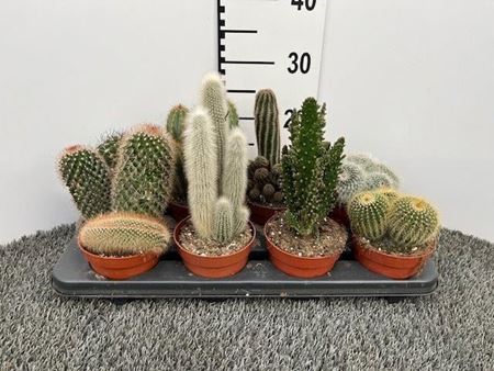 Immagine di CACTUS MIX V.12 CM