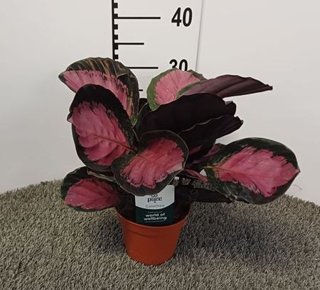 Immagine di CALATHEA ROSEOPICTA CRIMSON V.12 CM