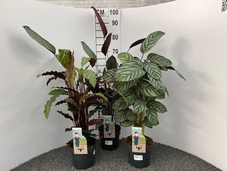 Immagine di CALATHEA MIX V.17 CM