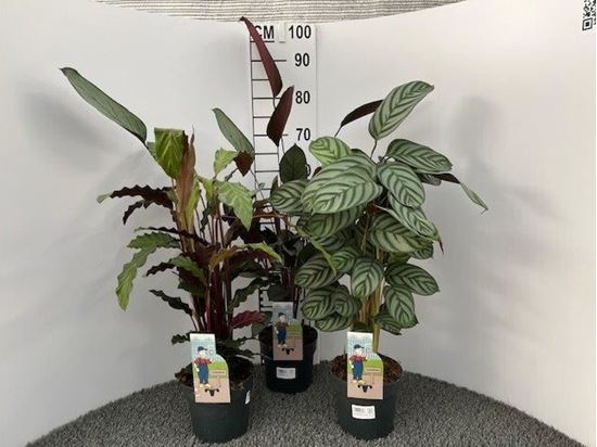 Immagine di CALATHEA MIX V.17 CM