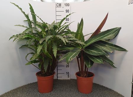 Immagine di CALATHEA MIX V.21 CM