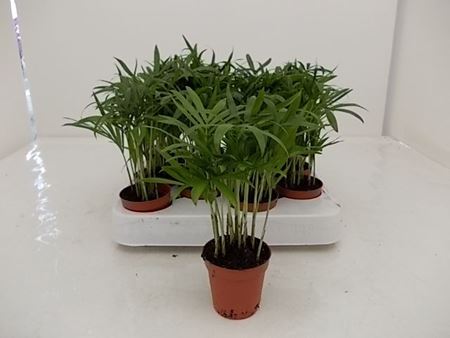 Immagine di CHAMAEDOREA ELEGANS V.7 CM