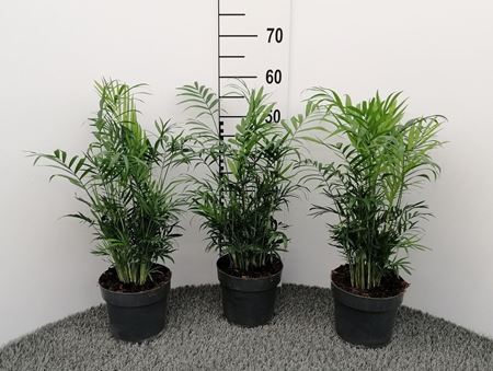 Immagine di CHAMAEDOREA ELEGANS V.17 CM