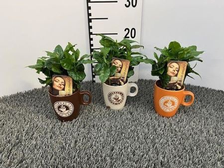 Immagine di COFFEA ARABICA V.6 CM IN TAZZA CAFFE'