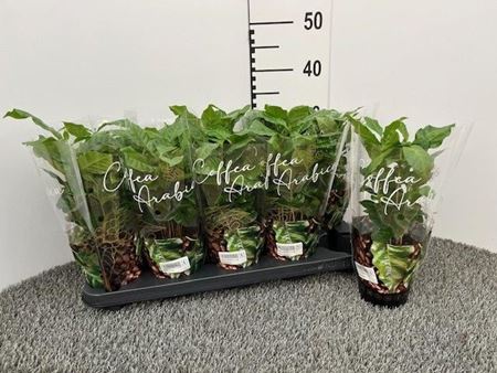 Immagine di COFFEA ARABICA V.12 CM