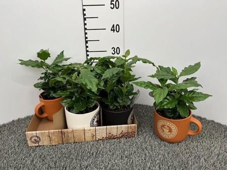 Immagine di COFFEA ARABICA V.12 CM IN TAZZA CAFFE'