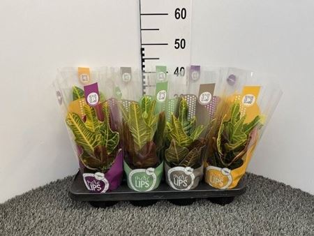 Immagine di CROTON MIX V.12  CM